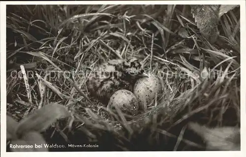 Moewen Kolonie Rohrersee Waldsee Nest Eier  Kat. Tiere