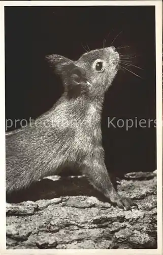 Eichhoernchen Doniswald Koenigsfeld Schwarzwald Kat. Tiere