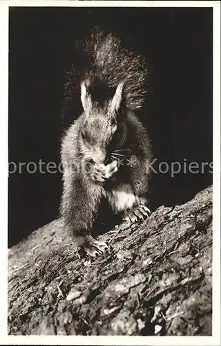 Eichhoernchen Doniswald Koenigsfeld Schwarzwald Kat. Tiere