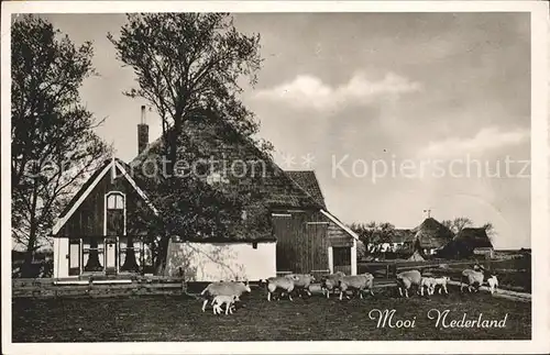 Schafe Bauernhaus Niederlande  Kat. Tiere