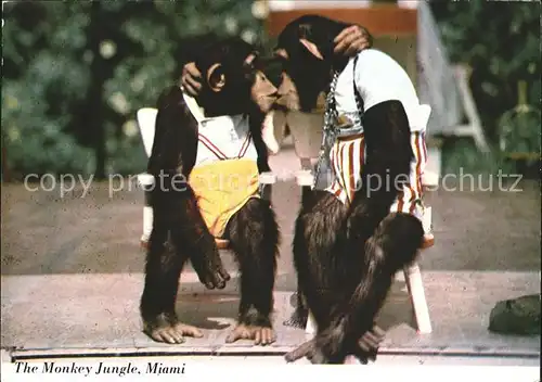 Affen Schimpanse Kuss Monkey Jungle Miami  Kat. Tiere