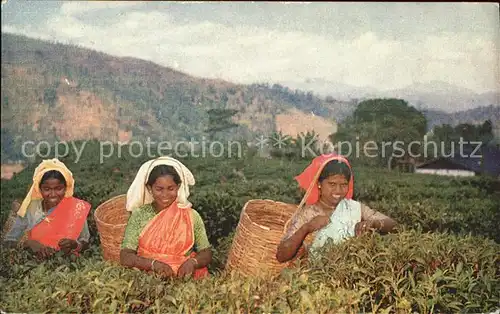 Landwirtschaft Tea Pluckers Up Country Sri Lanka  Kat. Landwirtschaft