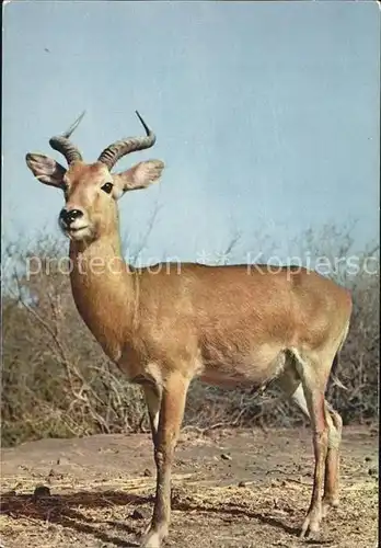Tiere Antilope Faune Africaine  Kat. Tiere