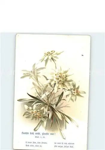 Edelweiss Litho Kat. Pflanzen