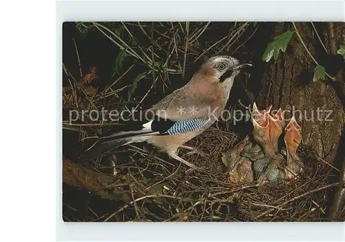 Voegel Eichelhaeher Garrulus glandarius Kat. Tiere