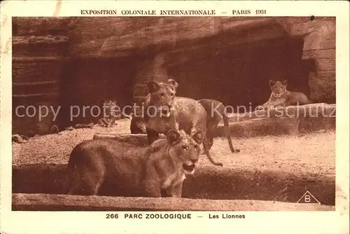 Exposition Coloniale Internationale Paris 1931 Parc Zoologique Lionnes Loewinnen Kat. Expositions