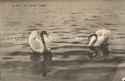 Schwan Lac Leman Cygnes Kat. Tiere