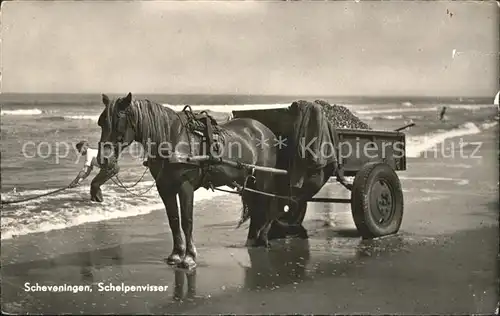 Pferde Fischerei Krabbenfischer Scheveningen Schelpenvisser  Kat. Tiere