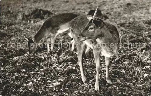 Hirsch Damhirsche Bad Driburg Kat. Tiere