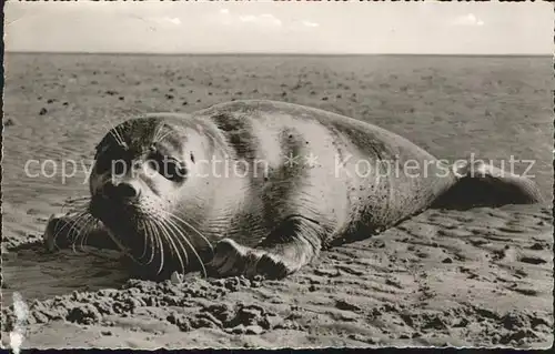 Seehunde Robben Insel Amrum Strand  / Tiere /