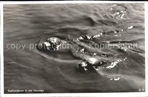 Seehunde Robben Seehundpaar Nordsee  / Tiere /