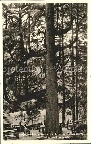 Baeume Trees Grosse Tanne Forsthaus im Rollwassertal Wildbad Schwarzwald  Kat. Pflanzen