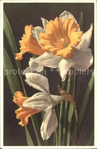 Blumen Gelbe Narzisse Narcissus Pseudonarcissus Kat. Pflanzen