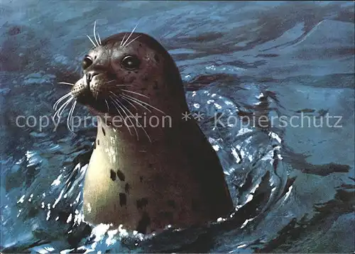 Seehunde Robben Steinkobbe Harbour seal / Tiere /