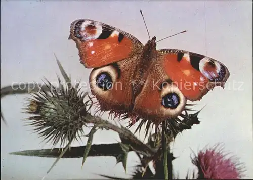 Schmetterlinge Tagpfauenauge Spendenkarte  Kat. Tiere