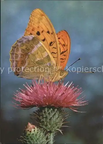 Schmetterlinge Kaisermantel Blume Spendenkarte  Kat. Tiere