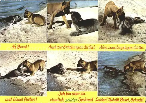 Seehunde Robben Boxer Nordseestrand  / Tiere /