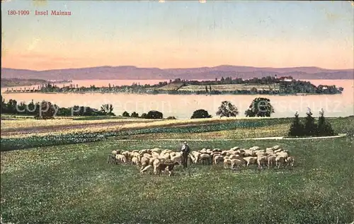 Hirte Schafe Insel Mainau Kat. Landwirtschaft