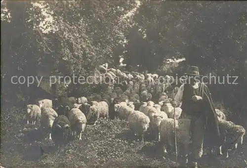 Hirte Schafe  Kat. Landwirtschaft