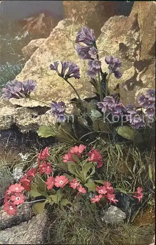 Verlag Photochromie Nr. 495 Primula rhaetica Primula viscosa Kat. Verlage