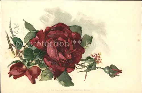 Rosen Kuenstlerkarte E. W. Litho Kat. Pflanzen