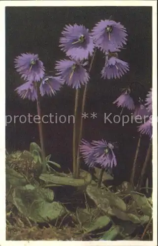 Blumen Soldanella Alpengloeckchen Kat. Pflanzen