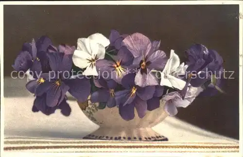 Blumen Langgesporntes Veilchen Viola calcarata  Kat. Pflanzen