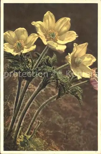 Blumen Schwefelgelbe Alpenanemone  Kat. Pflanzen