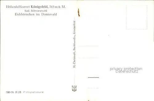 Eichhoernchen Doniswald Koenigsfeld Schwarzwald Kat. Tiere