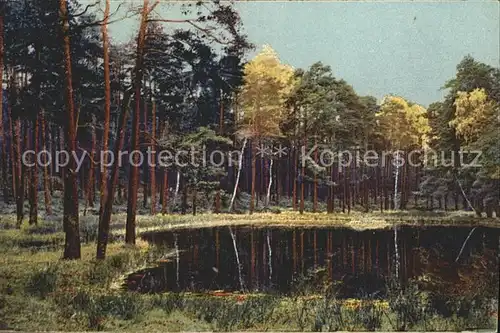 Verlag Photochromie Nr. 4300 Serie 277 Dresdner Heide Wald Baeume Bach  Kat. Verlage