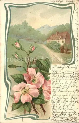 Rosen Haus Berge Litho Kat. Pflanzen