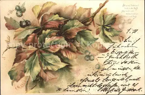 Pflanzen Blaubeeren Gedicht Litho Kat. Pflanzen