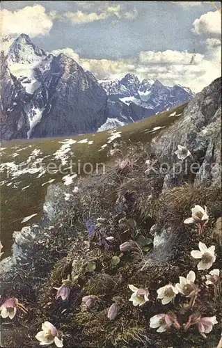 Verlag Photochromie Nr. 761 Serie 506 Pulsatilla vernalis Soldanella alpina Fruehlings Kuhschelle Alpen Soldanelle Kat. Verlage