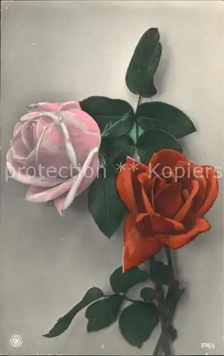 Rosen Verlag NPG Nr. 576 5 Kat. Pflanzen