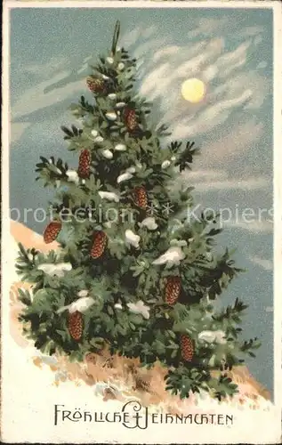 Tannenzapfen Tannenbaum Weihnachten Litho Kat. Pflanzen