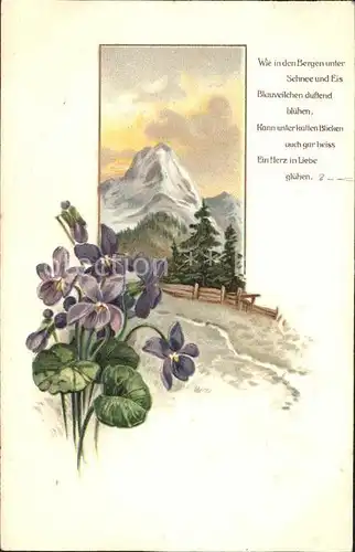 Blumen Veilchen Berg Gedicht Litho Kat. Pflanzen