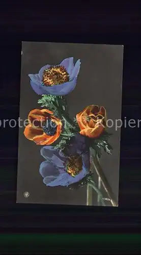 Foto NPG Nr. 736 4 Blumen  Kat. Neue Photographische Gesellschaft