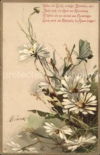 Blumen Margeriten Schmetterling Gedicht Litho Kat. Pflanzen