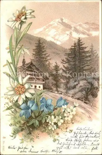 Edelweiss Blumen Berge Natur Litho Kat. Pflanzen