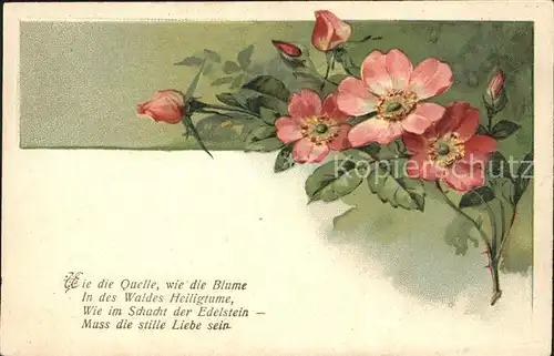 Rosen Gedicht Litho Kat. Pflanzen