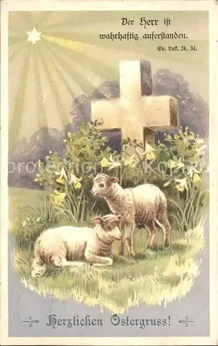 Ostern Easter Paques Schafe Kreuz Narzissen Litho / Greetings /