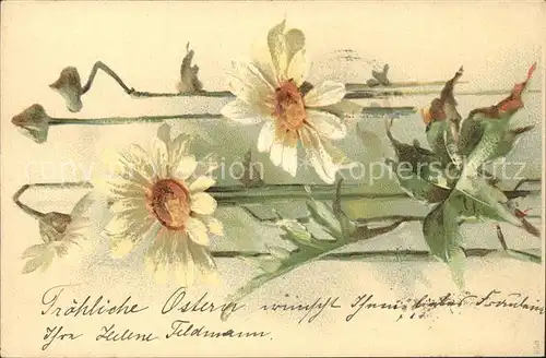 Blumen Margeriten Litho Kat. Pflanzen