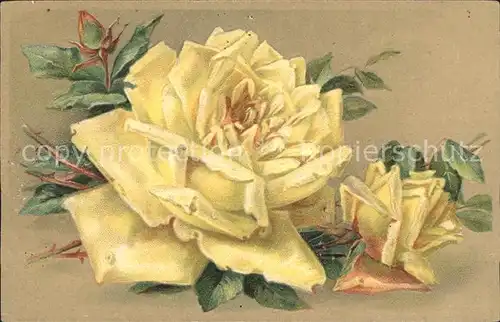 Rosen Gelbe Rosen Litho Kat. Pflanzen