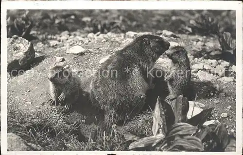 Murmeltier Buendner Bergen Kat. Tiere