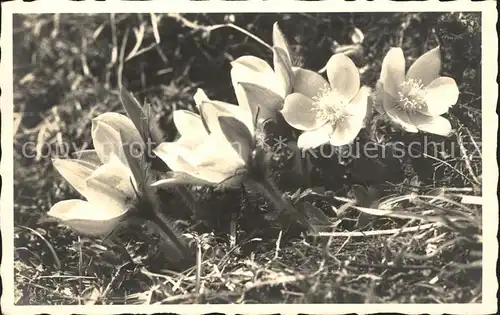 Blumen Pelzanemonen Arosa Kat. Pflanzen