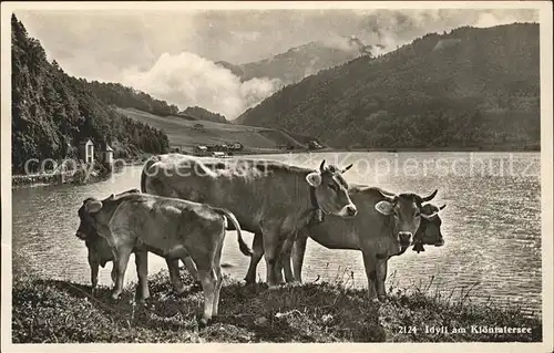 Kuehe Kloentalersee  Kat. Tiere