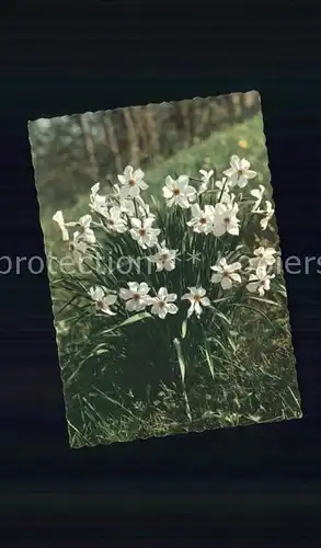 Blumen Weisse Narzissen Dichternarzisse  Kat. Pflanzen