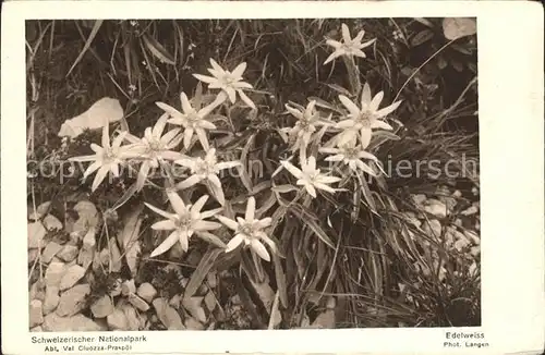 Edelweiss Nationalpark Schweiz Kat. Pflanzen