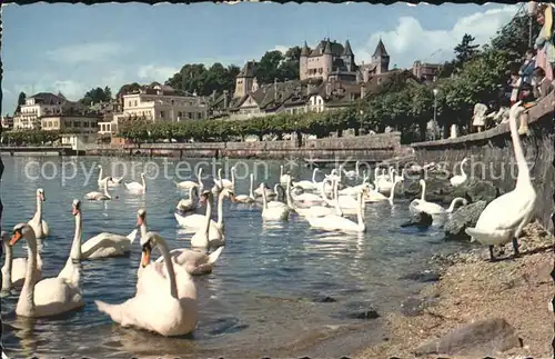 Schwan Nyon Quai Chateau Kat. Tiere