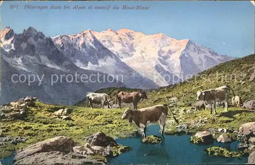 Kuehe Alpen Mont Blanc Kat. Tiere